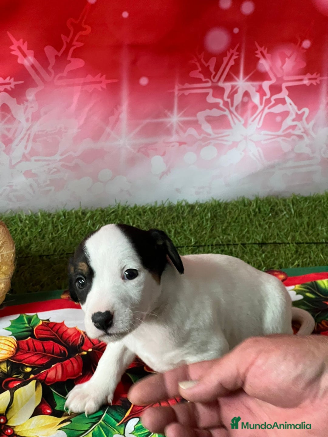 Jack Russell Terrier perros en venta: JACK RUSSELL MINI - Anuncio 3