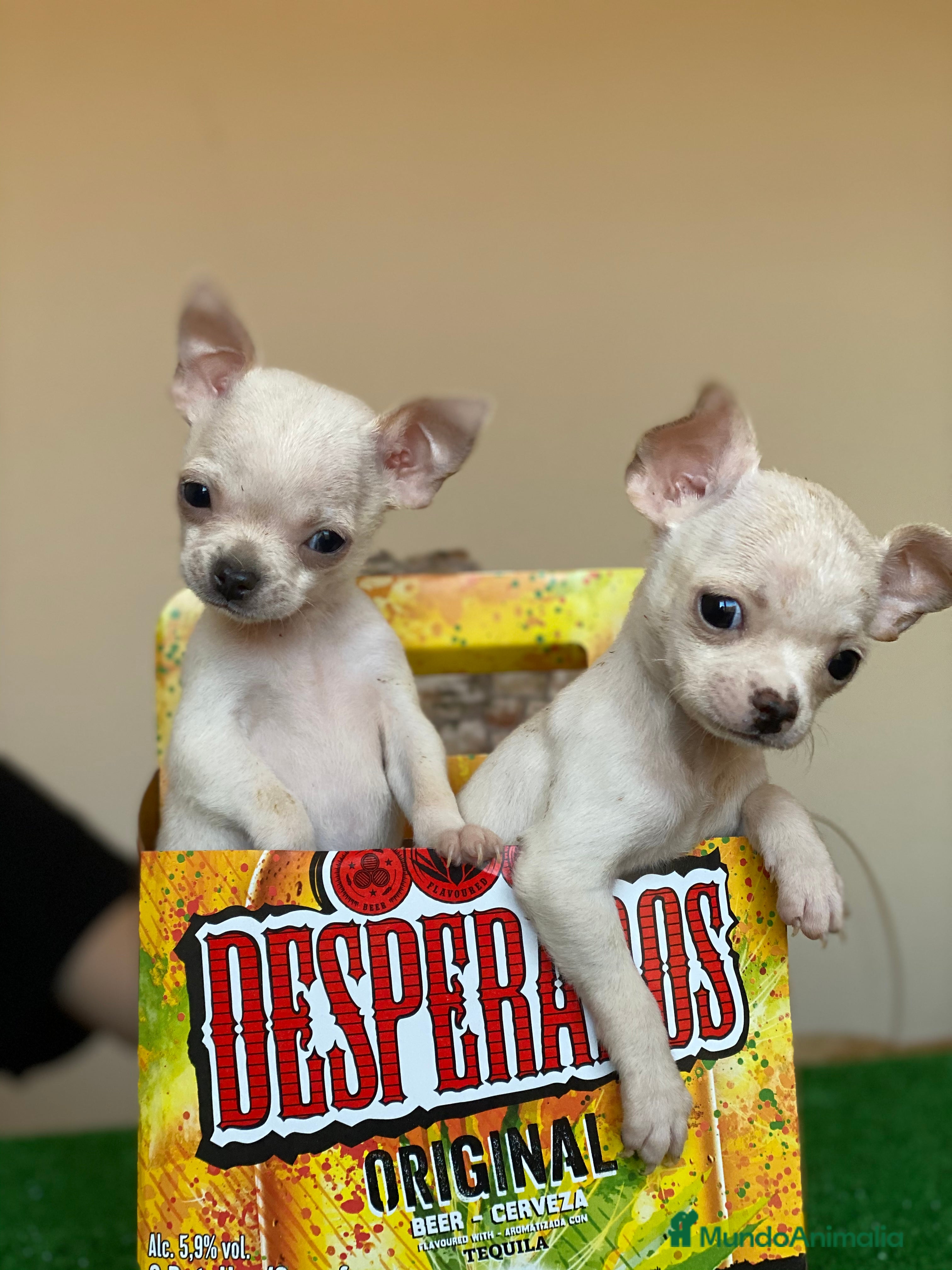 Chihuahua perros Chihuahuas Toy !  en Ciudad Real - Anuncio 13