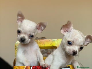 Chihuahua perros en Ciudad Real - Anuncio 32