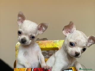 Chihuahua perros Chihuahuas Toy ! en Ciudad Real - Anuncio 18