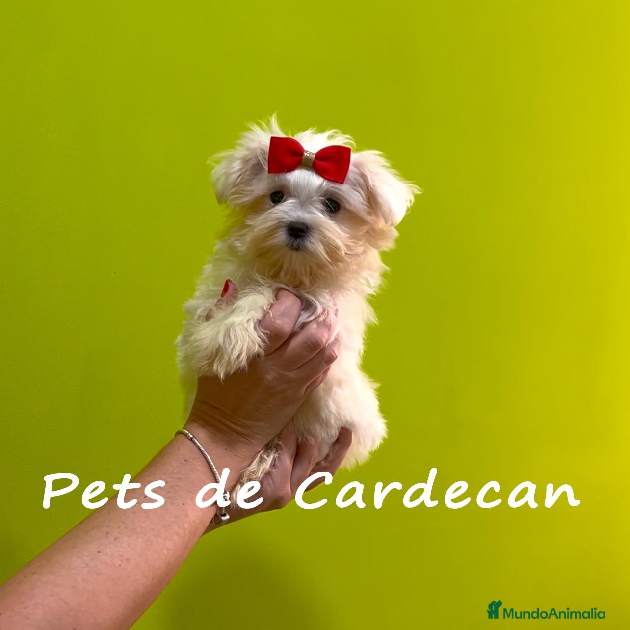 Bichón Maltés perros BICHÓN MALTÉS HEMBRA LÍNEA COREANA - Anuncio 1