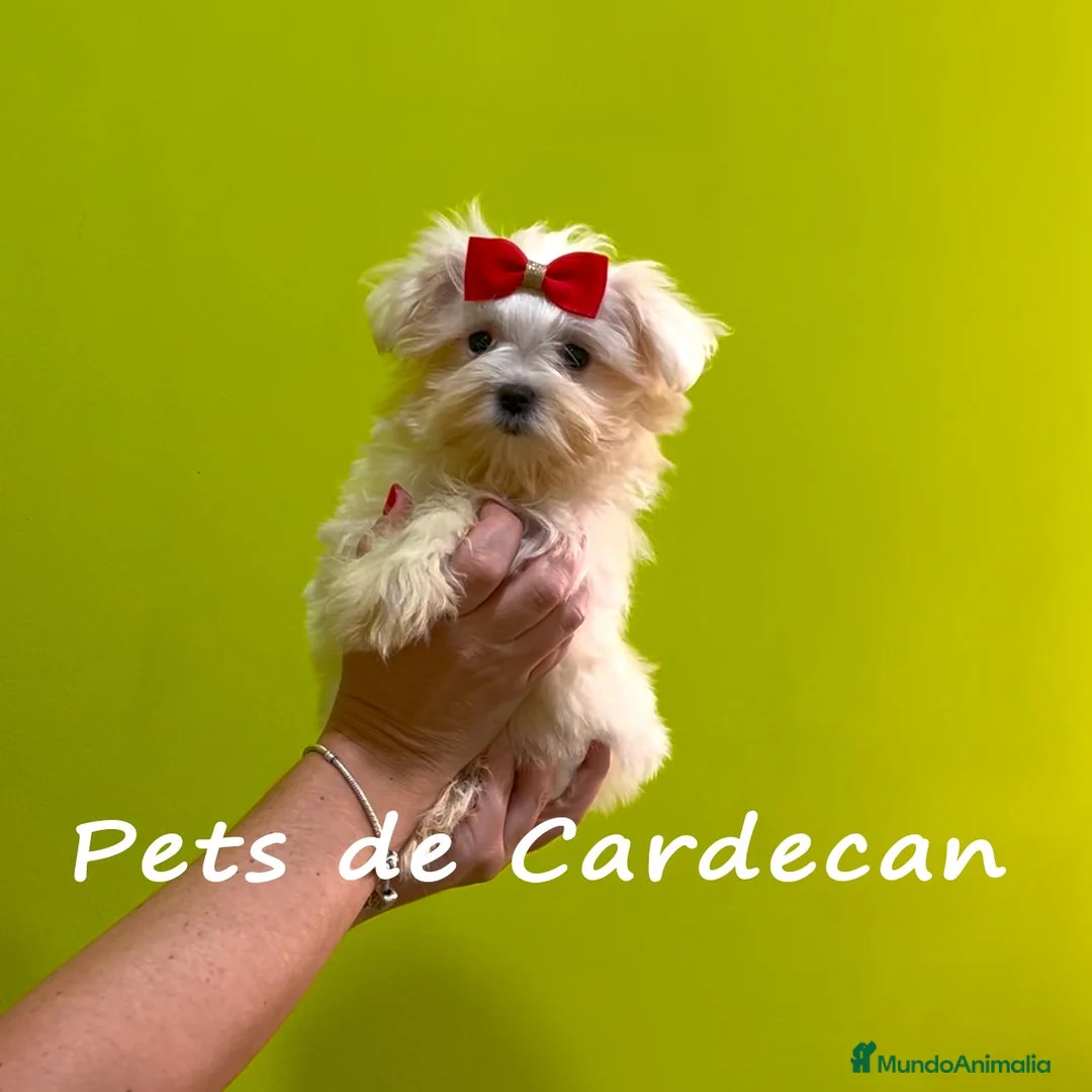 Bichón Maltés perros en venta: BICHÓN MALTÉS HEMBRA LÍNEA COREANA - Anuncio 1