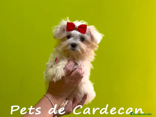 Bichón Maltés perros en venta: BICHÓN MALTÉS HEMBRA LÍNEA COREANA - Anuncio 1