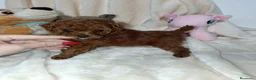 Caniche Toy perros en venta: Caniche toy rojo - Anuncio 1