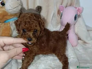 Caniche Toy perros Caniche toy rojo - Anuncio 5