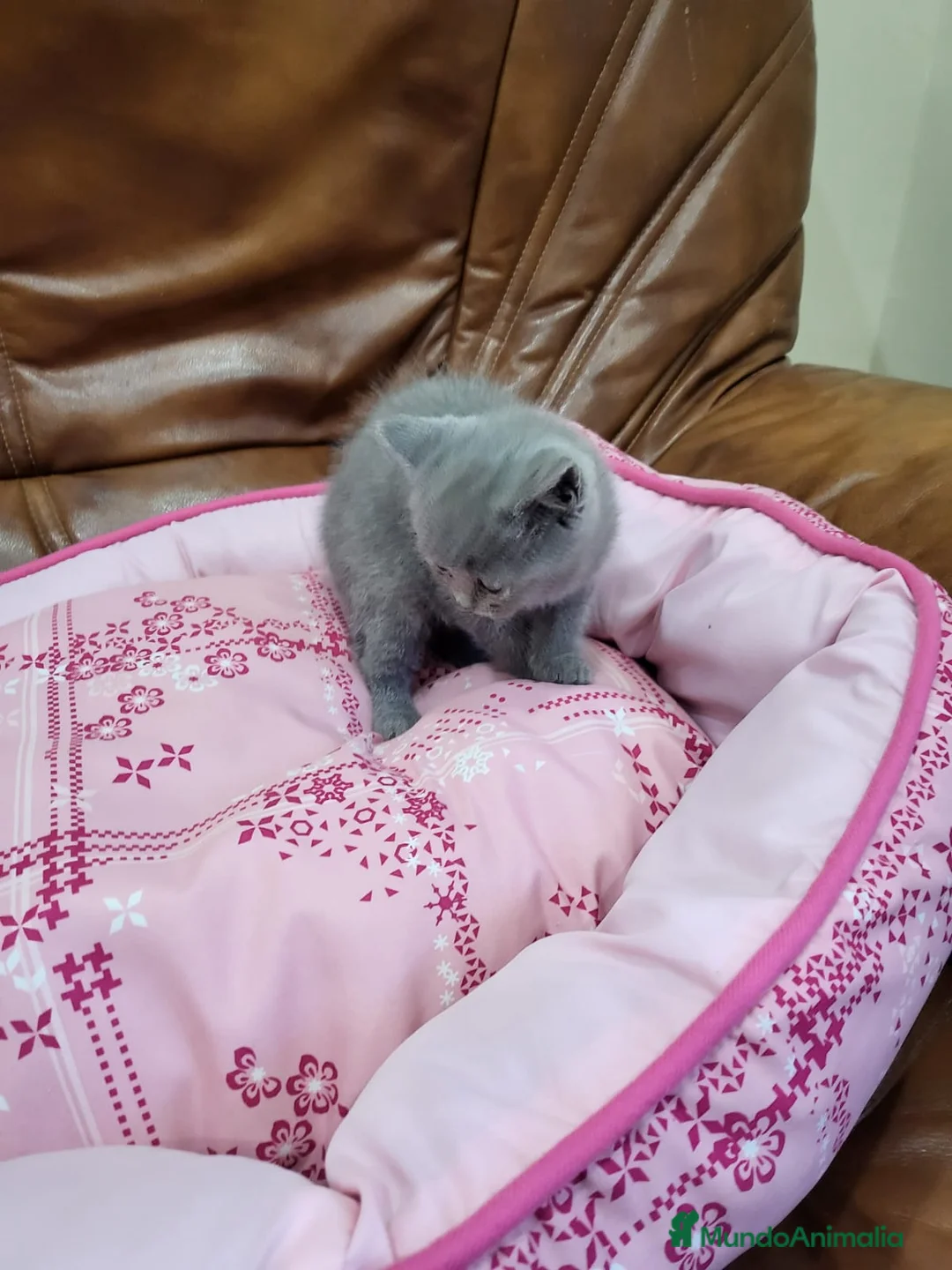 Británico de Pelo Corto gatos en venta: British preciosos en Barcelona - Anuncio 2