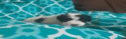Perro de Agua Español perros en venta: PERROS DE AGUA ESPAÑOL - Anuncio 16