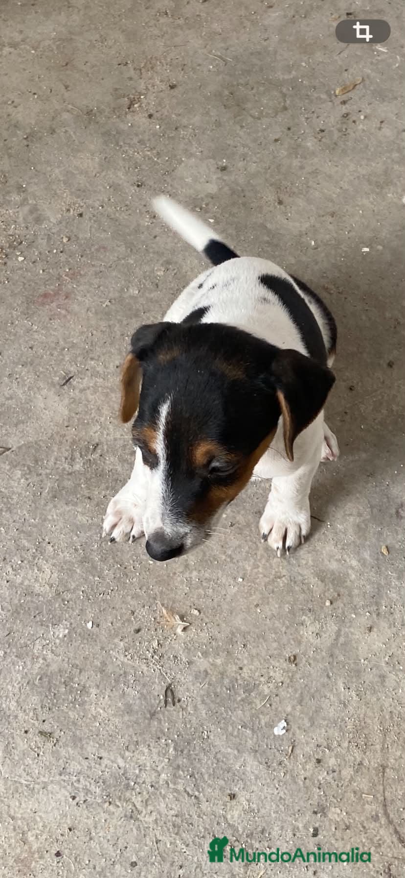 Jack Russell Terrier perros JACK RUSSELL TERRIER  - Anuncio 1