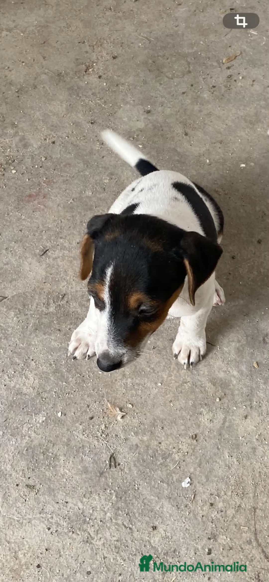 Jack Russell Terrier perros en venta: JACK RUSSELL TERRIER  - Anuncio 1