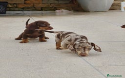 Teckel perros en venta: Teckels exclusive mini  - Imagen 1