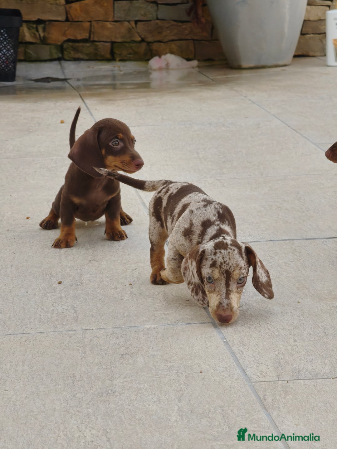 Teckel perros en venta: Teckels exclusive mini  - Imagen 1