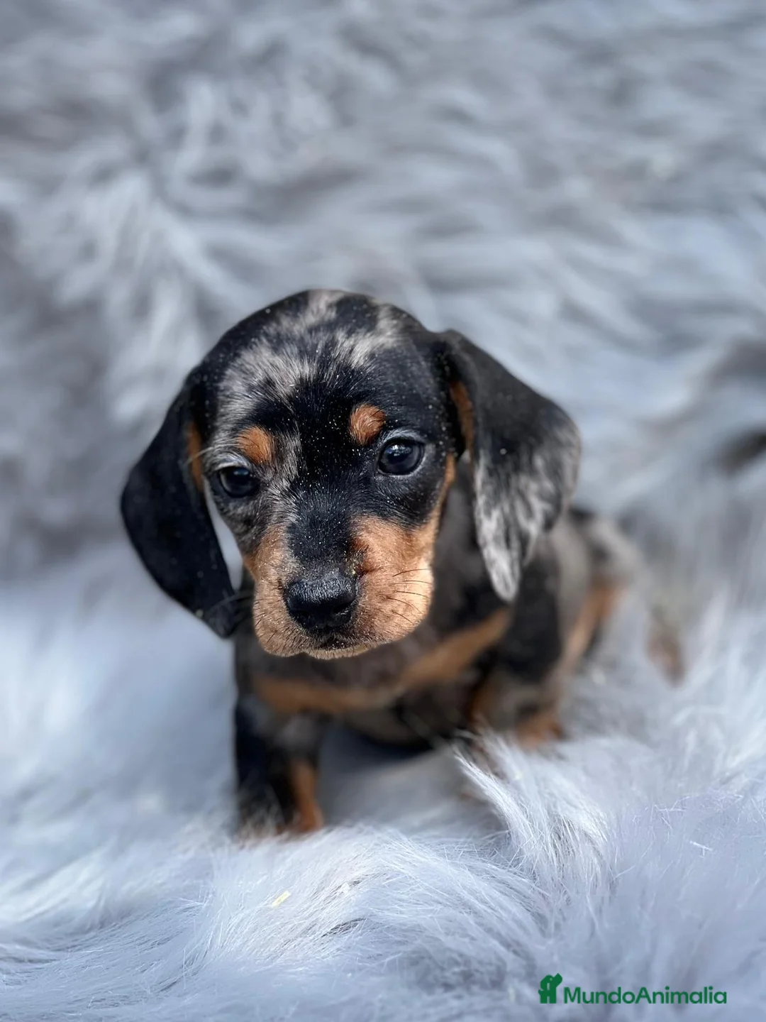 Teckel Miniatura perros en venta: Teckel miniatura  en Barcelona - Anuncio 3