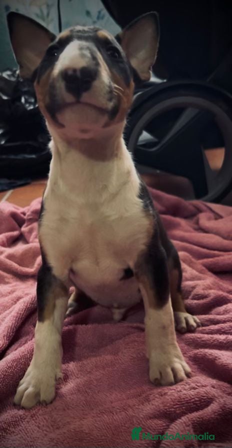 Bull Terrier Miniatura perros en venta: Bullterier mini último !! - Anuncio 1