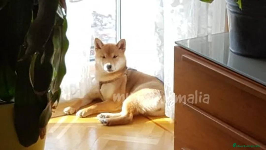 Imagen de galería {{count}}