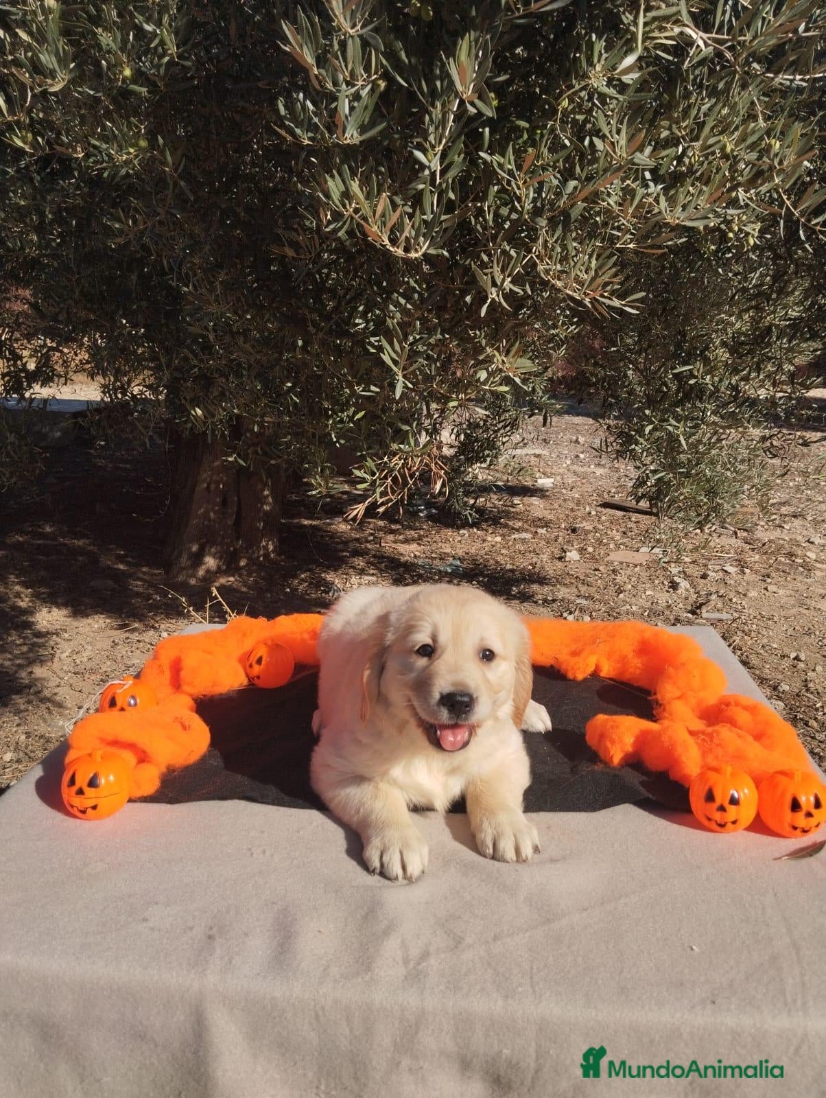 Golden Retriever perros Golden Retriever - Anuncio 2