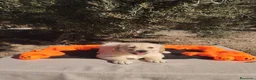Golden Retriever perros en venta: Golden Retriever - Anuncio 4