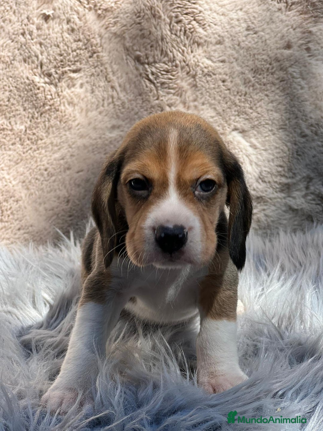 Beagle perros en venta: Beagle tricolor  - Imagen 11