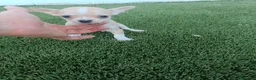 Chihuahua perros en venta: Machitos de Chihuahua Blancos y Canelas - Anuncio 2