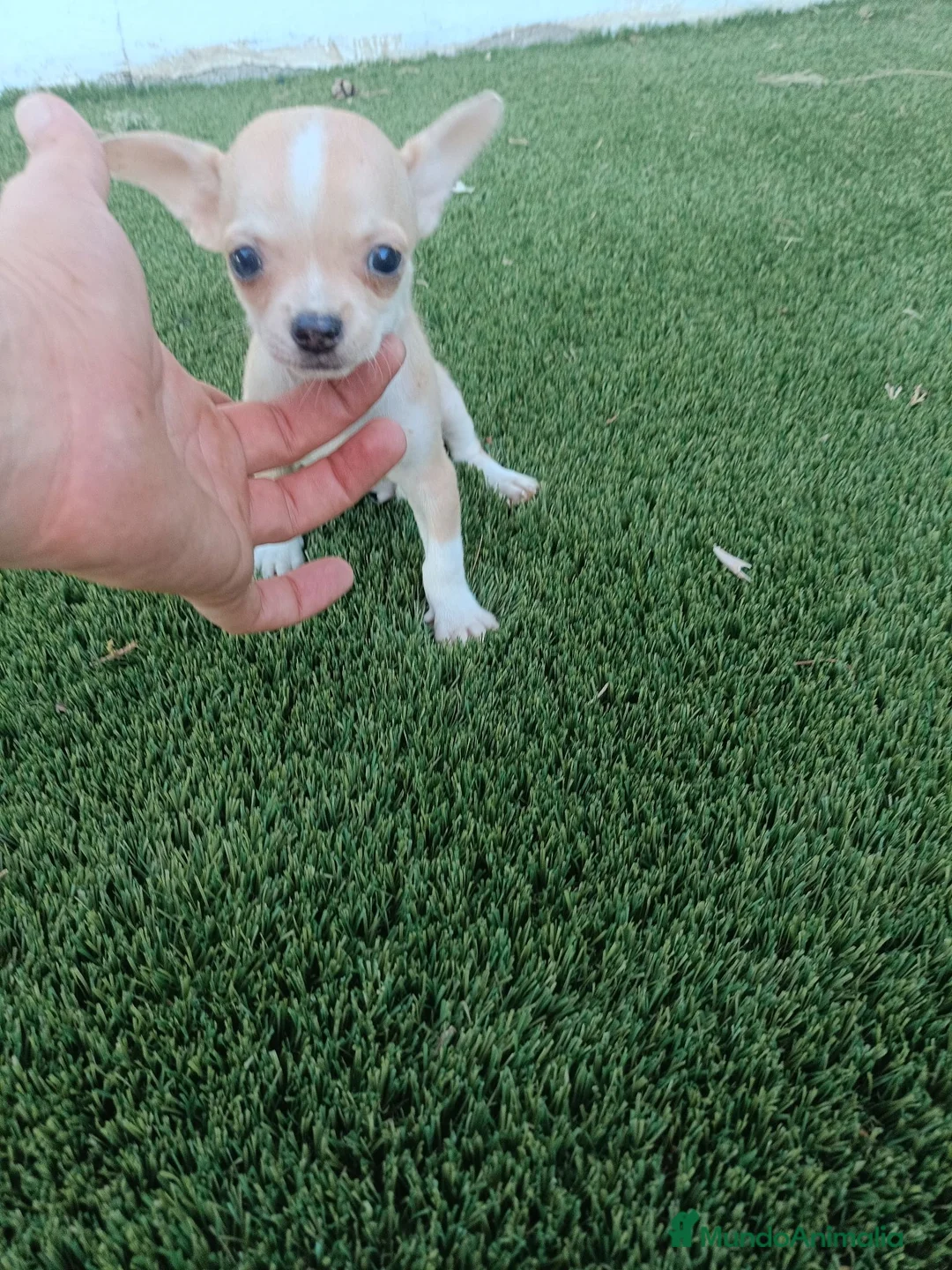 Chihuahua perros en venta: Machitos de Chihuahua Blancos y Canelas - Anuncio 2