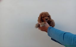 Teckel Miniatura perros en venta: ‼️‼️CANICHE HEMBRA TOY ROJA 50% ASIÁTICA - Imagen 2