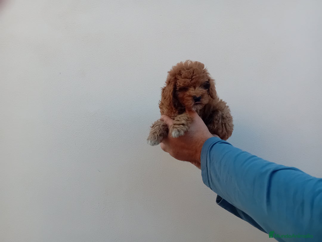 Teckel Miniatura perros en venta: ‼️‼️CANICHE HEMBRA TOY ROJA 50% ASIÁTICA - Imagen 2