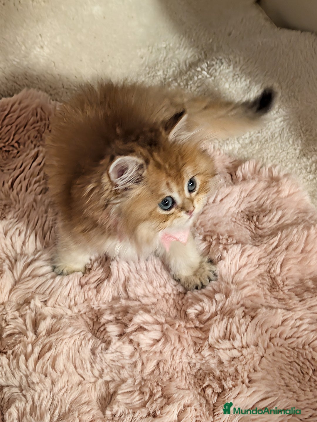 Británico de Pelo Largo gatos en venta: gatitos british longhair 📍lineas excepcionales - Anuncio 15