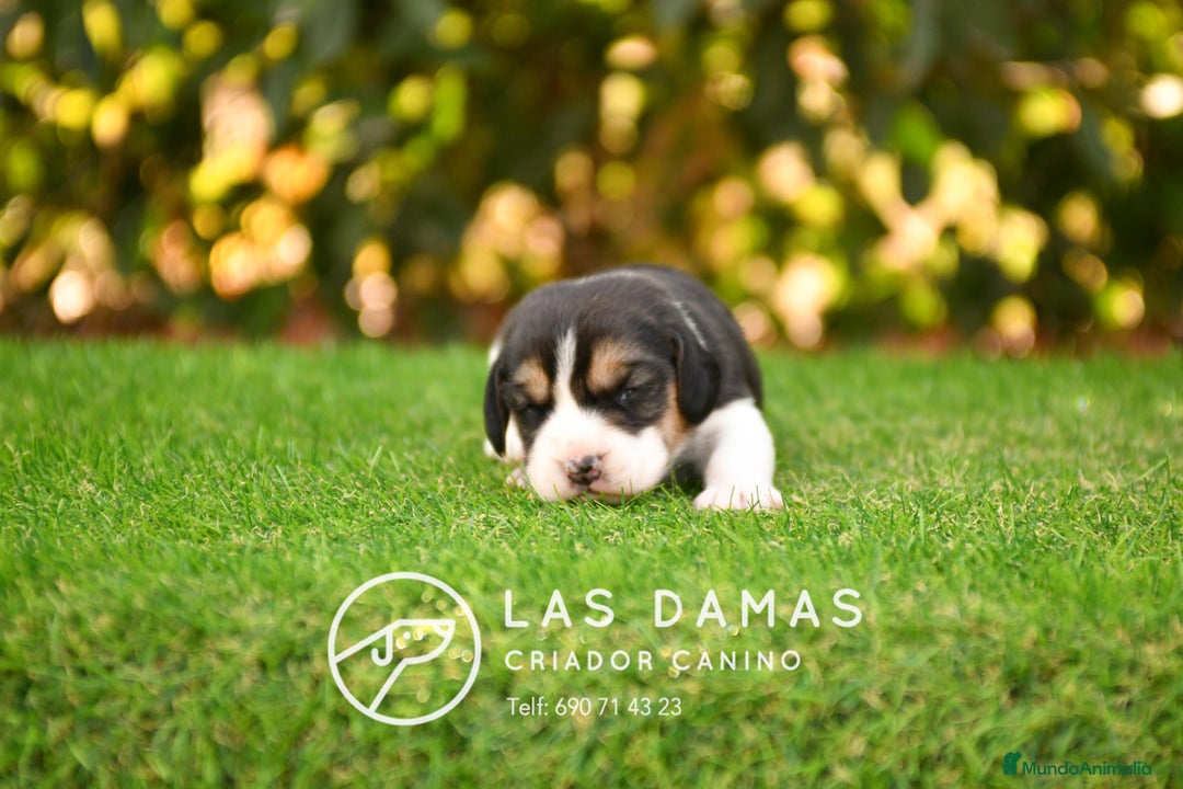 Beagle perros en venta: Beagle tricolor, criados con amor - Imagen 3