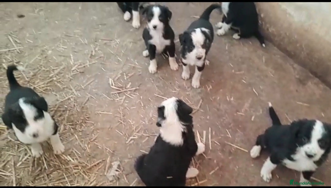 Border Collie perros en venta: Impresionantes camada de border collie  - Imagen 2