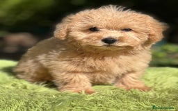 Maltipoo perros en venta: Maltipoo Apricot  - Imagen 4