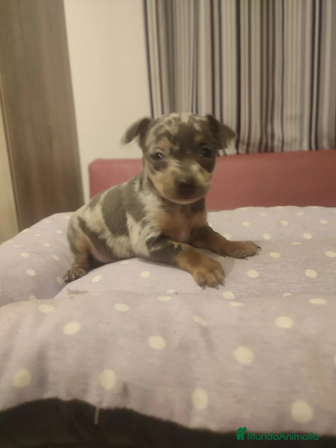 Ratón de Praga perros en venta: Camada de Ratón de Praga en Madrid - Anuncio 3