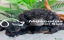 Caniche Toy perros en venta: CANICHE TOY HEMBRA - Imagen 1