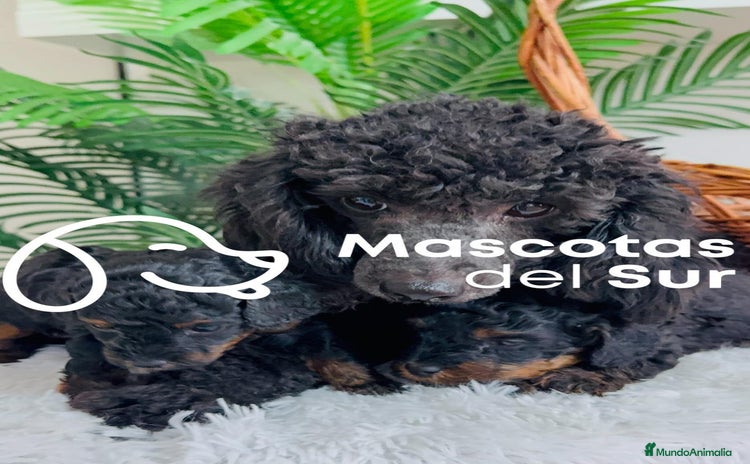 Caniche Toy perros - Anuncio 1