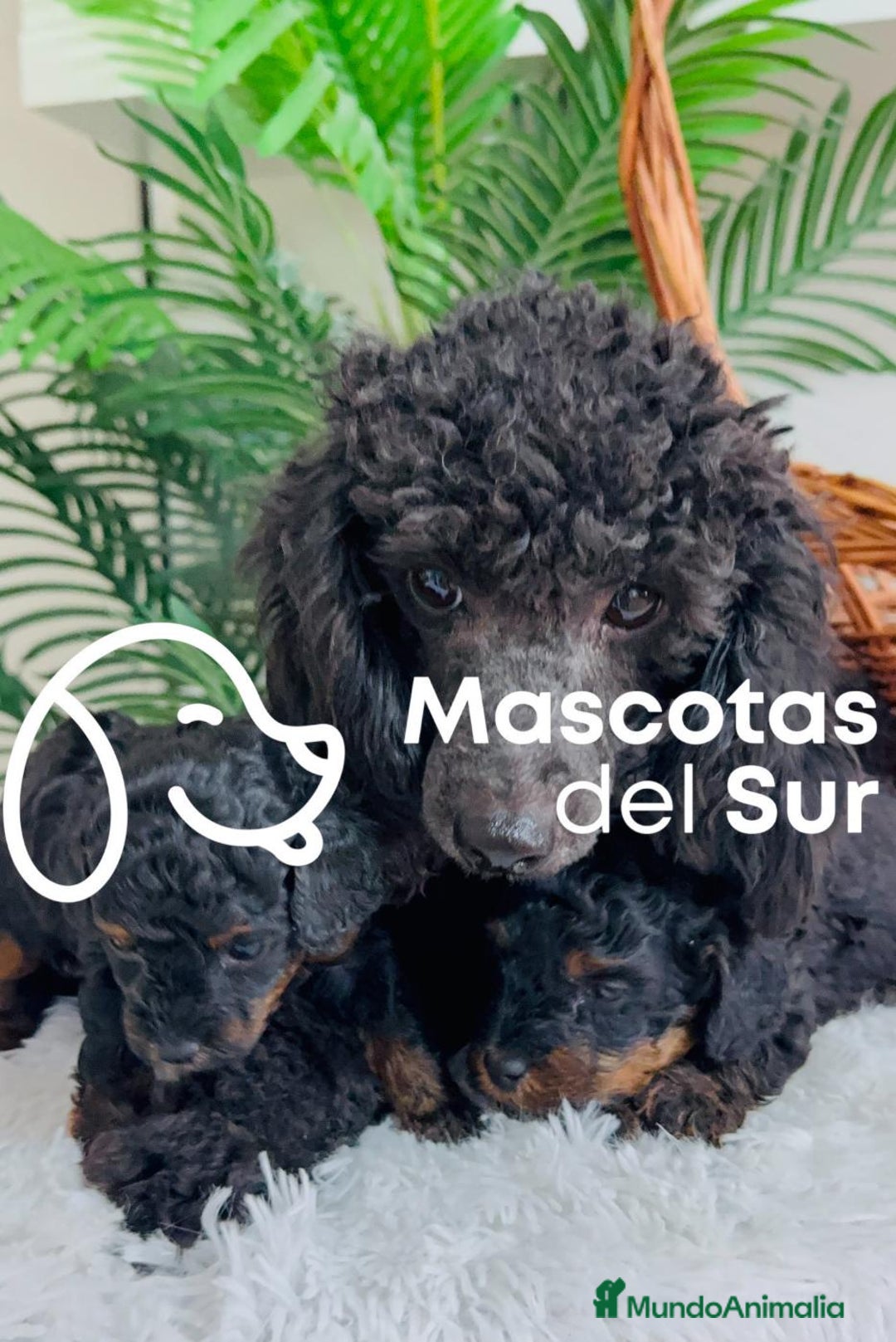 Caniche Toy perros en venta: CANICHE TOY HEMBRA - Imagen 1
