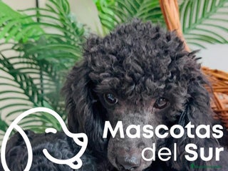 Caniche Toy perros - Anuncio 20