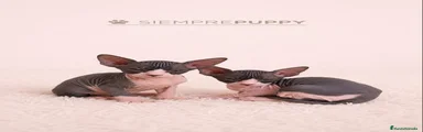 Sphynx 2