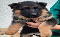 Pastor Alemán perros en venta: Pastores alemanes  - Imagen 5