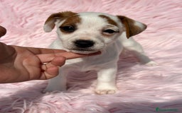Jack Russell Terrier perros en venta: JACK RUSSEL HEMBRA DISPONIBLE - Imagen 2