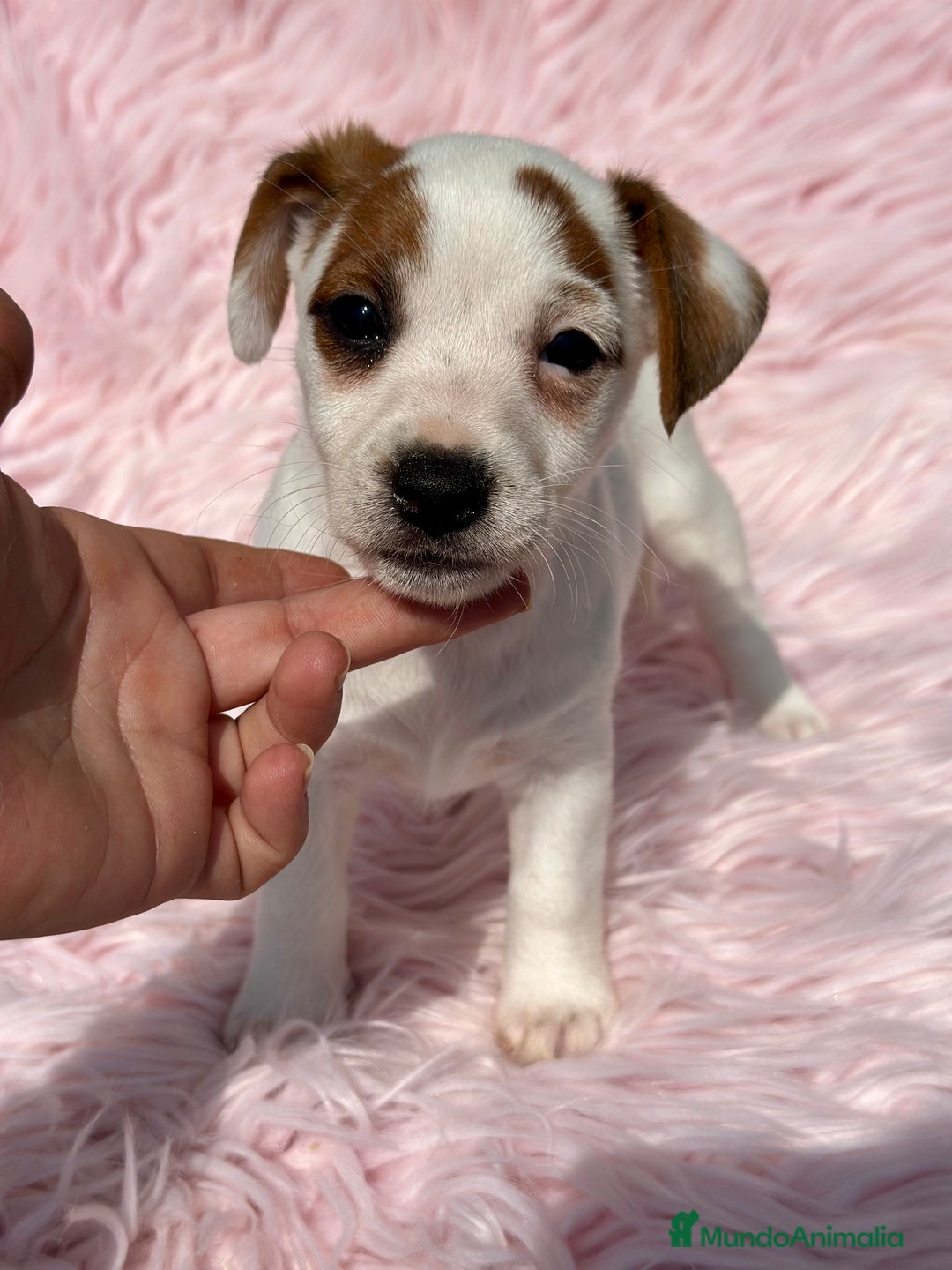 Jack Russell Terrier perros en venta: JACK RUSSEL HEMBRA DISPONIBLE - Imagen 2