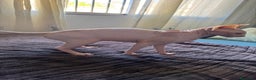 Sphynx gatos en venta: Gata egipcia  - Anuncio 3