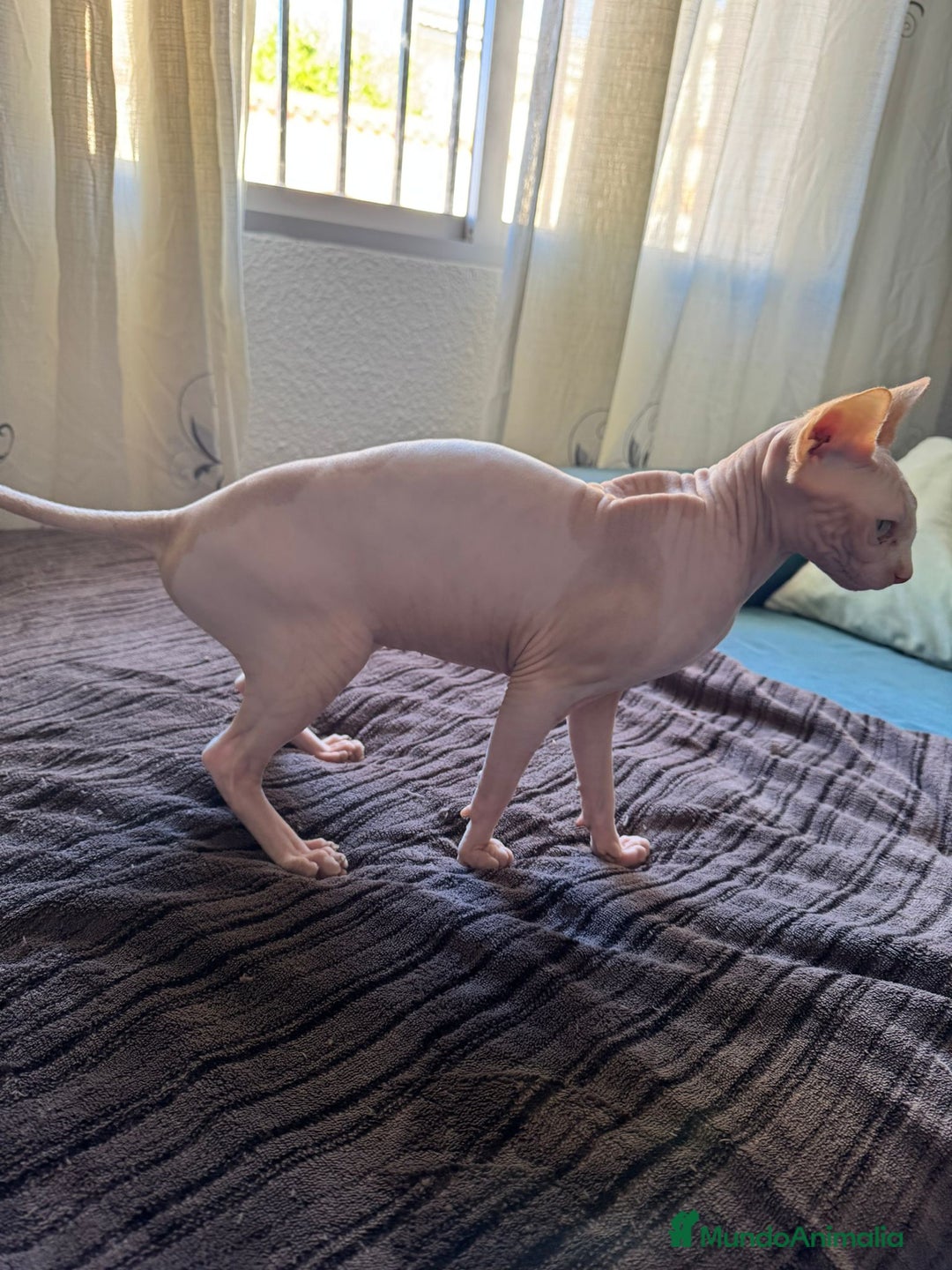 Sphynx gatos en venta: Gata egipcia  - Anuncio 3