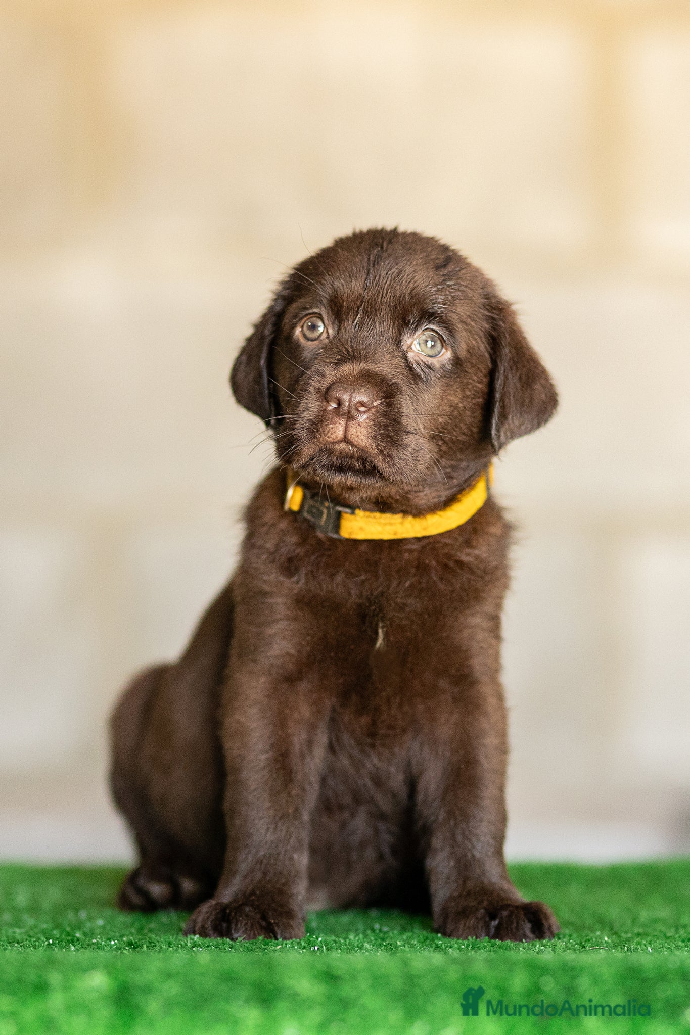 Labrador Retriever perros en venta: LABRADOR CHOCOLATE DISPONIBLE - Anuncio 11