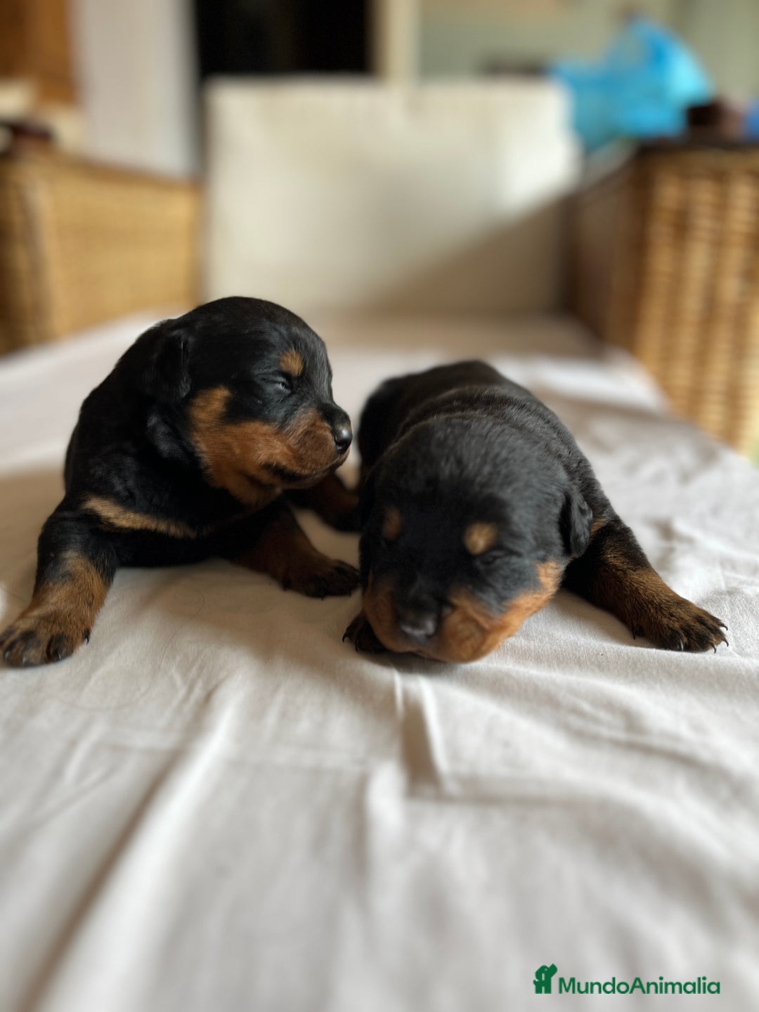 Rottweiler perros en venta: ROTTWEILER cachorros - Imagen 7