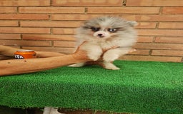 Pomerania perros en venta: Pomerania exotico - Imagen 5