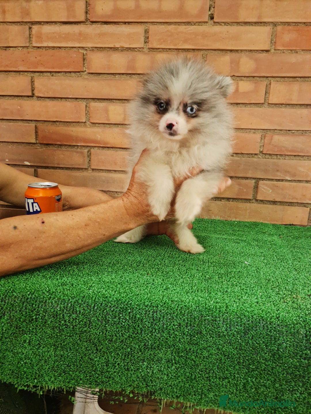Pomerania perros en venta: Pomerania exotico - Imagen 5