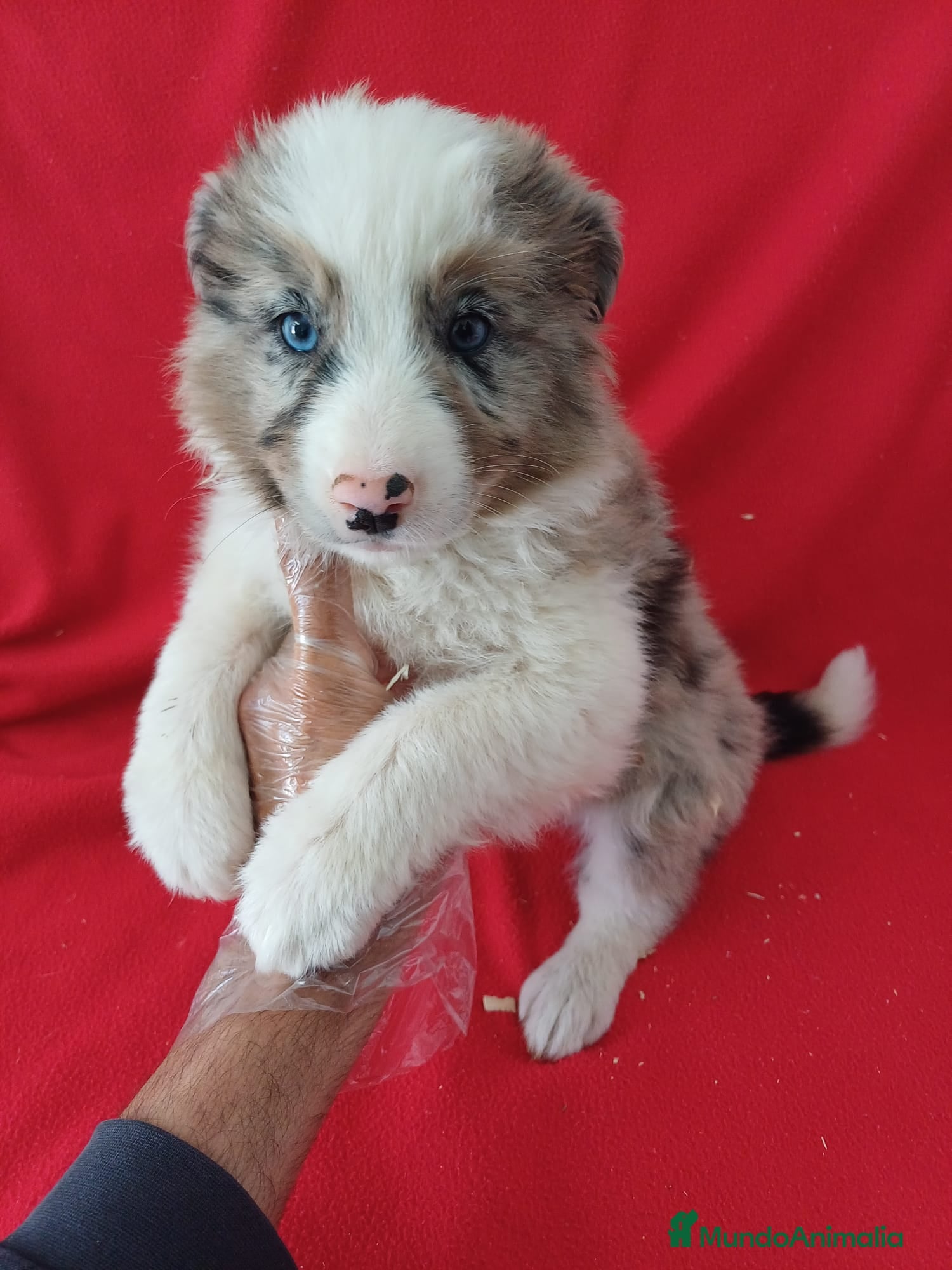 Border Collie perros Border Collie Merle  - Anuncio 1