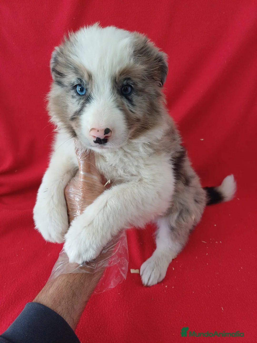Border Collie perros en venta: Border Collie Merle  - Anuncio 1
