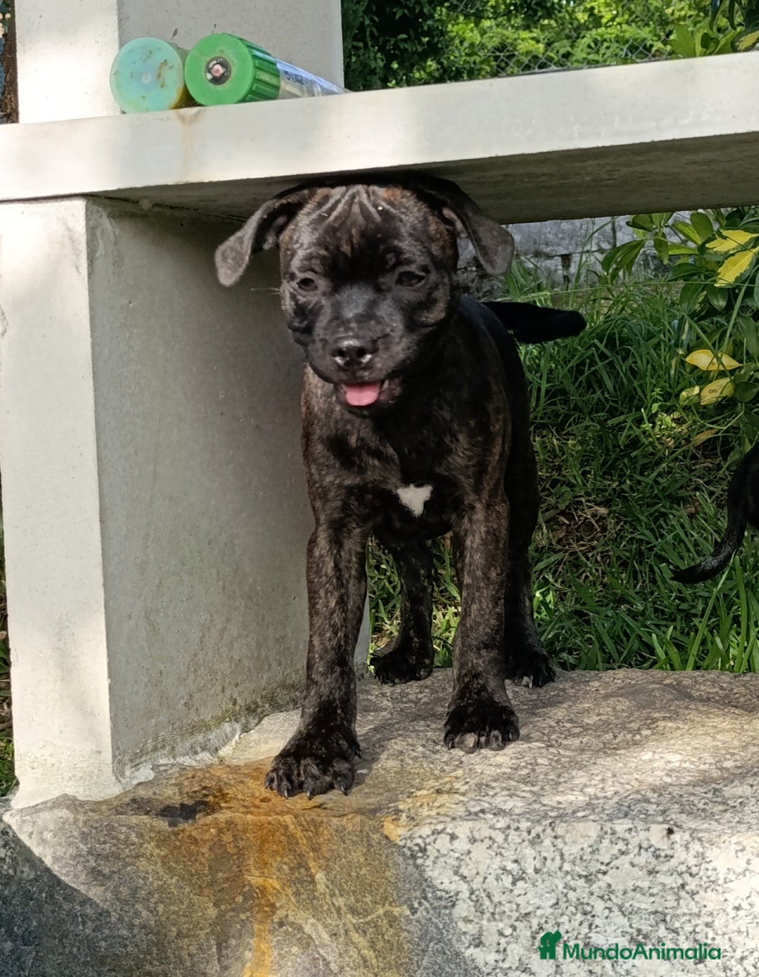 Staffordshire Bull Terrier perros en venta: staffy  - Imagen 2