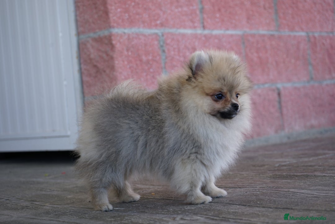 Pomerania perros en venta: 🐾 Sparky – Pomerania marrón mini toy 🍂 - Imagen 2