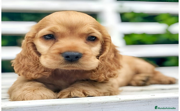 Cocker Spaniel Inglés perros - Anuncio 9