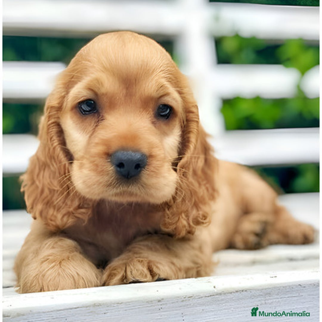 Cocker Spaniel Inglés perros en venta: Cocker spanish ingles dorados  - Imagen 1